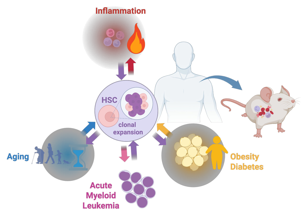 Diagram of how inflammation, aging, and obesity drive HSC clonal expansion, AML, and disease modeling in mice